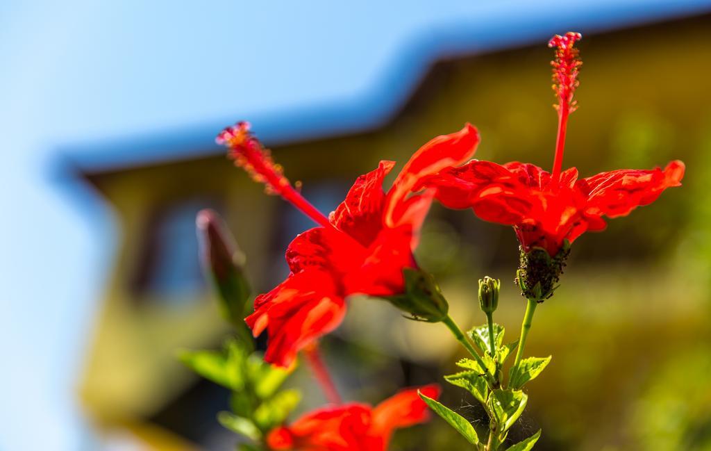 Marmaris Holiday Villas Εξωτερικό φωτογραφία